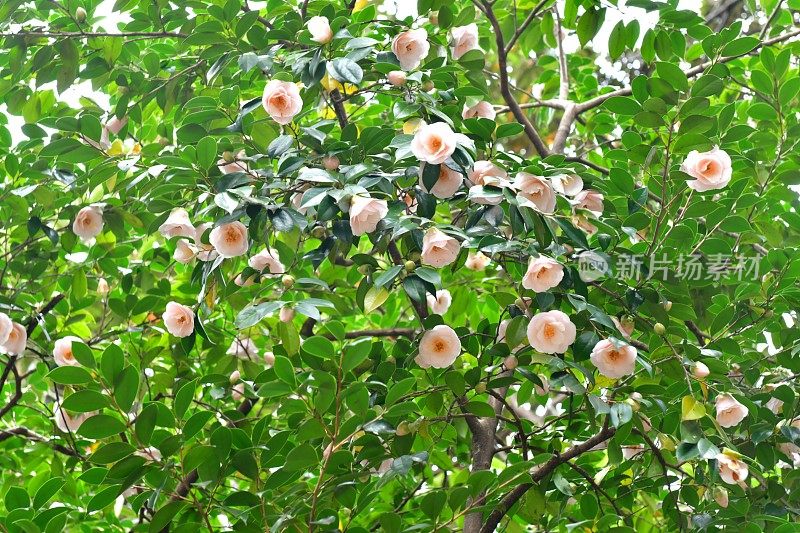 茶花/日本茶花:白色，粉红色，红色